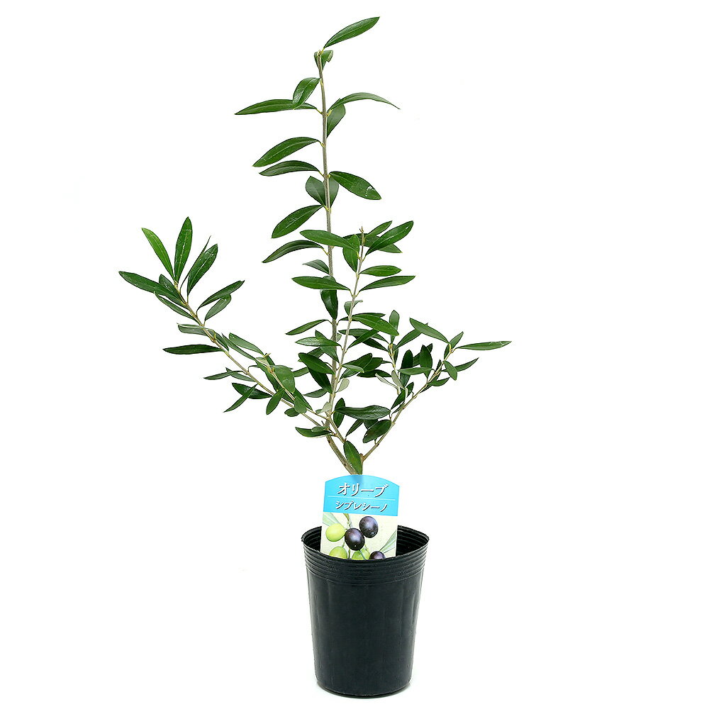 （観葉植物）果樹苗　オリーブの木　シプレッシーノ　3．5号（1ポット）　家庭菜園【HLS_DU】