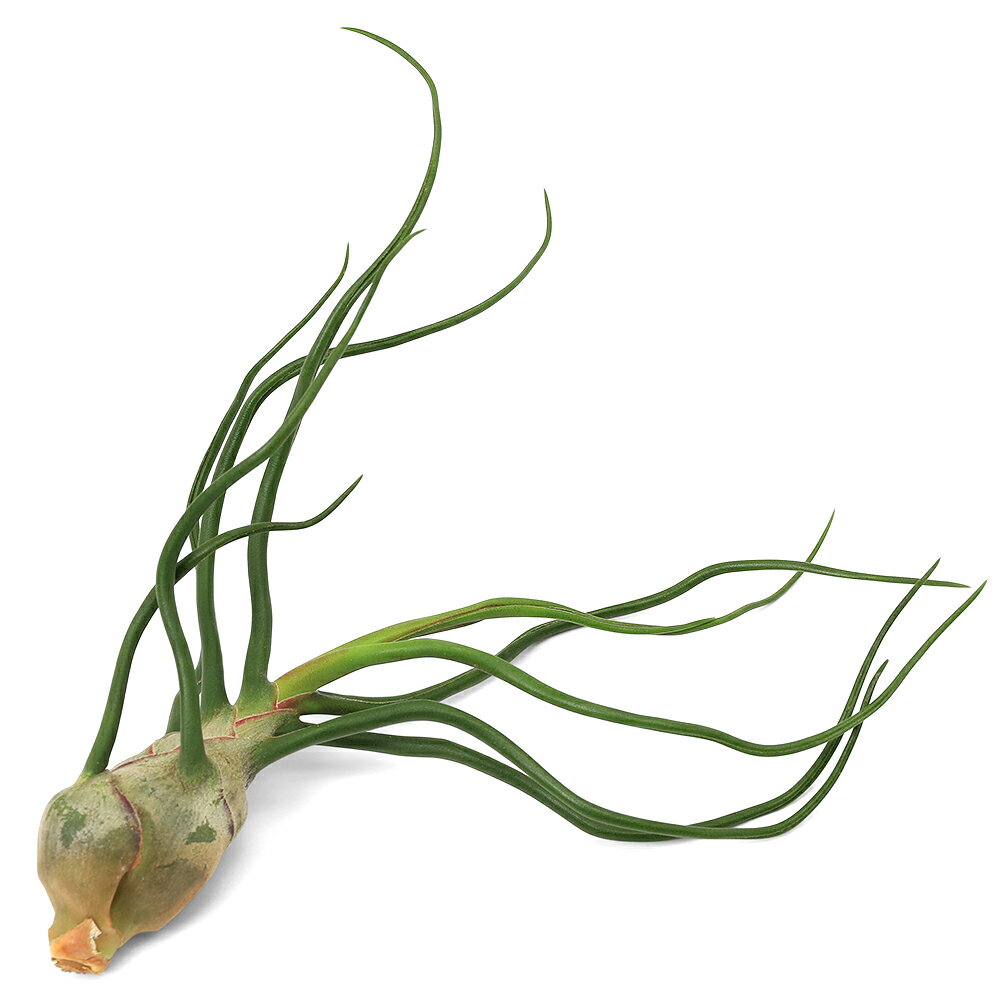 エアープランツチランジアブルボーサ...