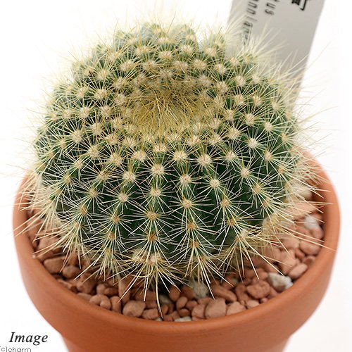 （多肉植物）素焼鉢　サボテン　パロディア　金小町（キンコマチ）　3号（1鉢）