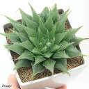 (多肉植物)ハオルチア プリンセスドレス 3号(1鉢)