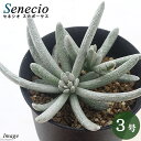 (多肉植物)セネシオ スカポーサス 3〜4号(1ポット)