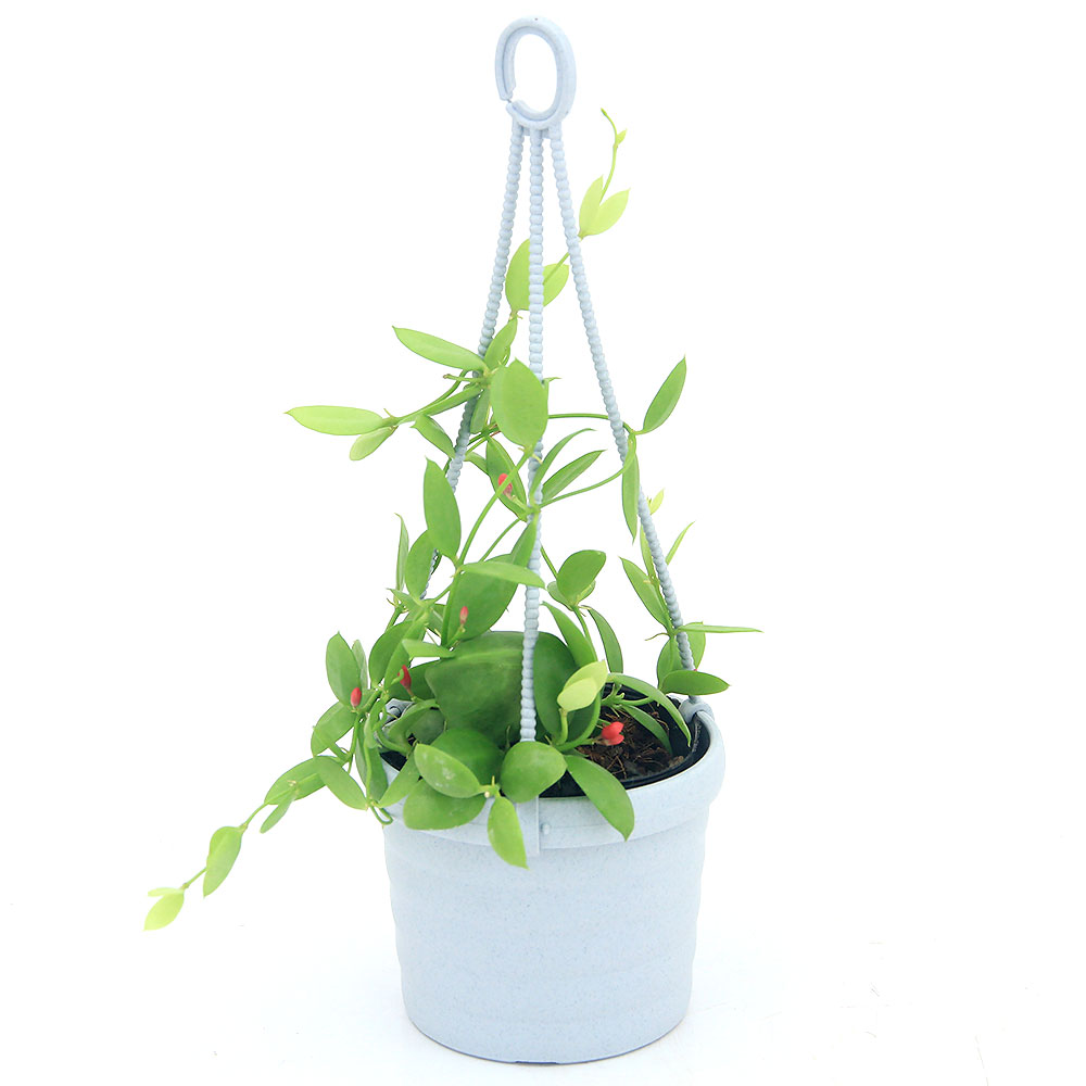 （観葉植物）ディスキディア　カンガルーポケット　吊り鉢タイプ　2．5～3号（1鉢）【HLS_DU】