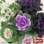 (観葉植物)ハボタン 3種の品種おまかせ葉牡丹セット 2.5号(6ポット) 北海道冬期発送不可