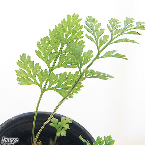 （観葉植物）ビバリウムプランツ トキワシノブ 3cmポット（1ポット）