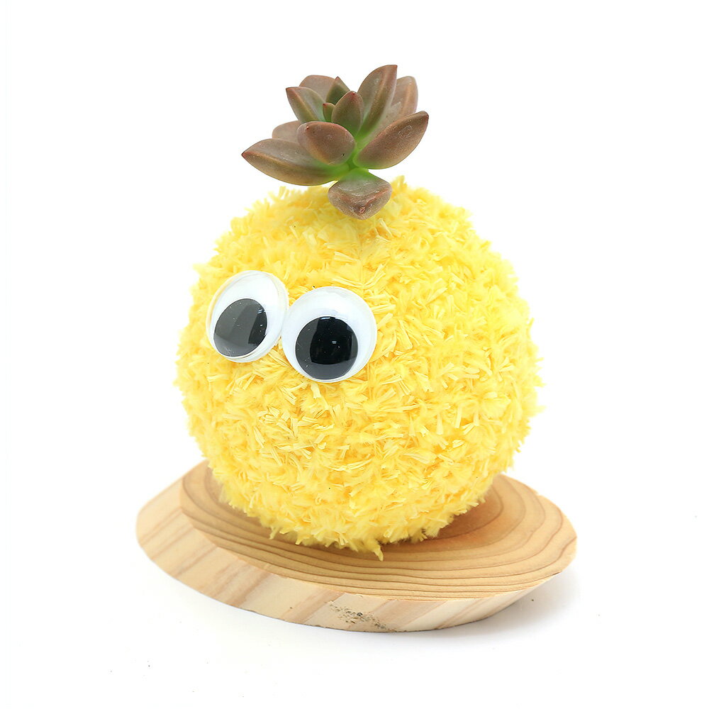 （観葉植物）モスビー君　シングルタイプ　カラーおまかせ　台座付き（1個）　北海道冬季発送不可