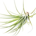 (観葉植物)エアープランツ チランジア ニドゥス(ファシクラータ × イオナンタ)(1株)