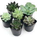 (観葉植物)エケベリア 品種おまかせ 2号(10ポット)(品種名のラベル付き)