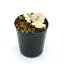 (観葉植物)ビバリウムプランツ ユキノシタ シチヘンゲ(雪の下 七変化) 3cmポット入り(1ポット) 北海道冬季発送不可