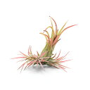 (観葉植物)エアープランツ チランジア イオナンタ フェーゴ クランプ(1株)