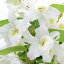 (観葉植物)洋ラン デンドロビウム シーマリー 5号(1鉢) 北海道冬期発送不可