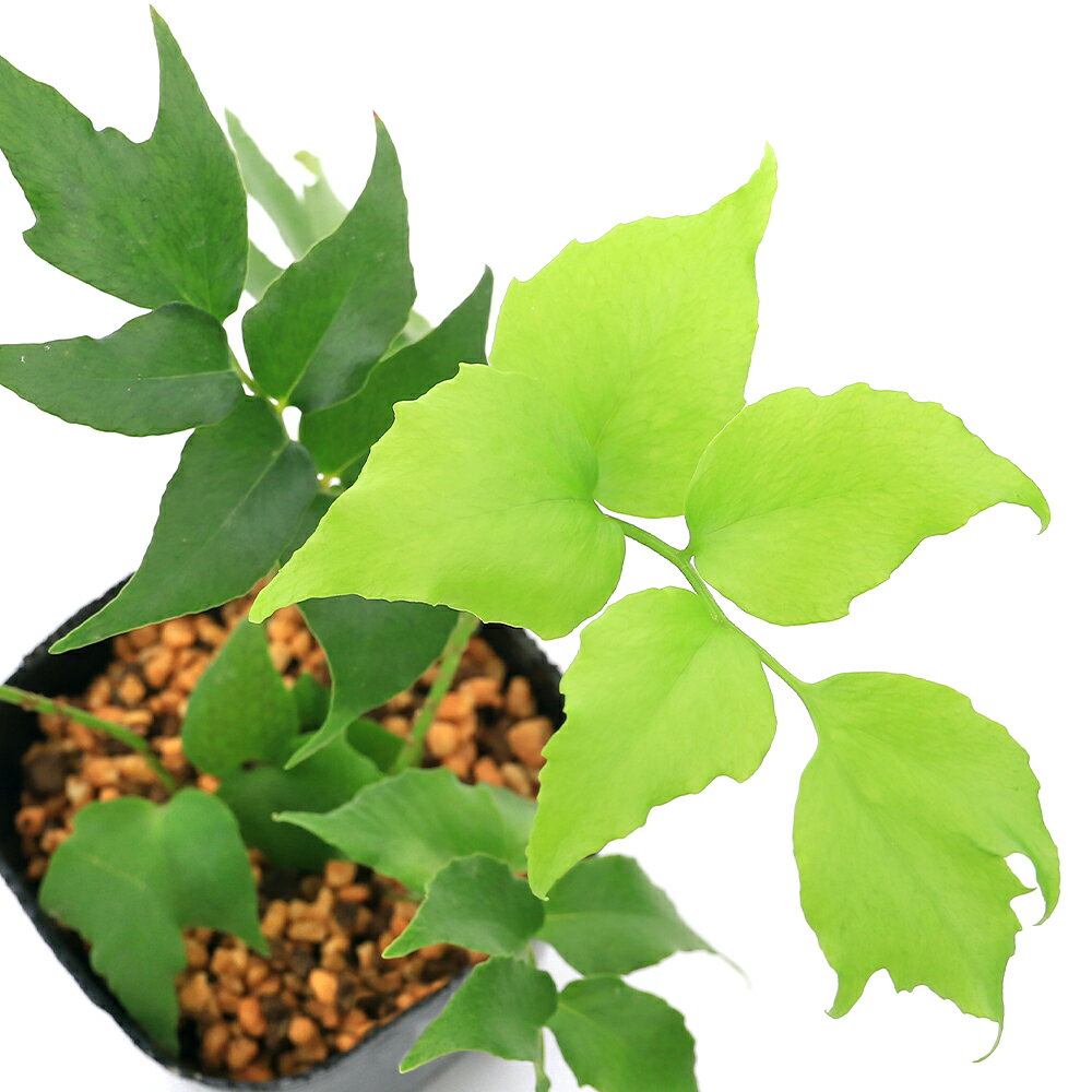 （山野草）シダ（羊歯）オニヤブソテツ（鬼藪蘇鉄）3号（1ポット）常緑性多年草