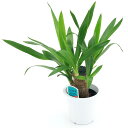 (観葉植物)ユッカ 青年の木 1本立 4号(1鉢)