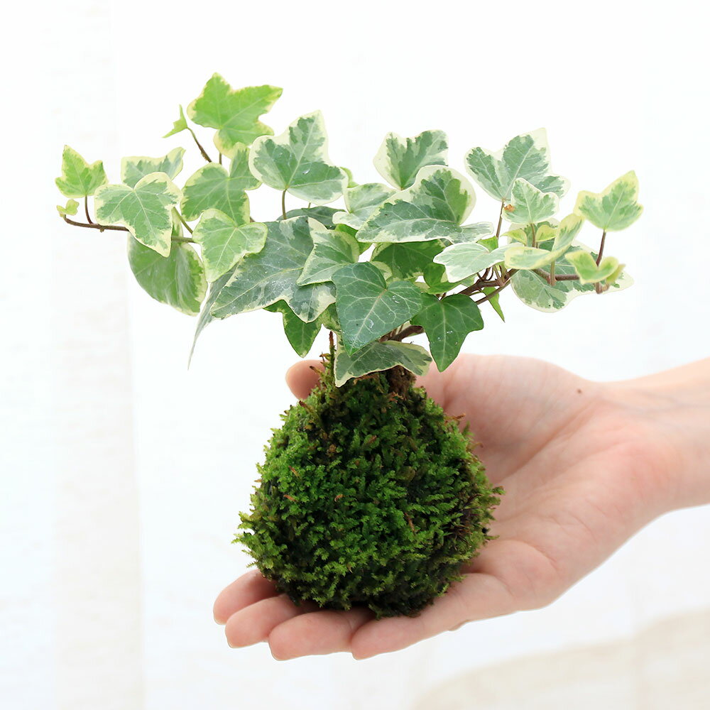 �ʴ��տ�ʪ���ݶ̡��إǥ�ʥ����ӡ��ˡ��ʼ浪�ޤ�����1�ġ�