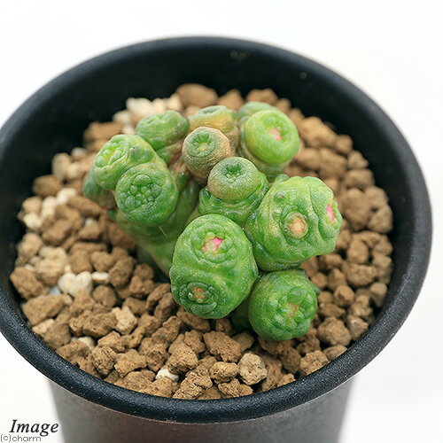 （観葉植物）マミラリア　ボカサナ　’フレッド’　2．5号（1鉢）のサムネイル