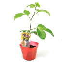(観葉植物)緑のカーテン 果樹苗 沖縄 パッションフルーツ サニーシャイン 3.5号(1ポット) 家庭菜園 果物 フルーツ