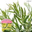 (観葉植物)アカシア ブリスベーンワトル 3.5号 (1ポット)