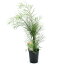 (観葉植物)アカシア フロリバンダ 3.5号 (1ポット)