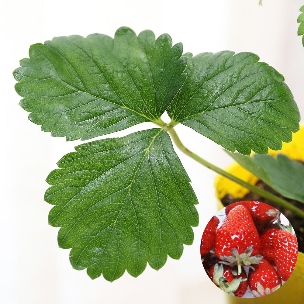 （観葉植物）野菜苗　イチゴ　宝交早生　3号（1ポット）　家庭