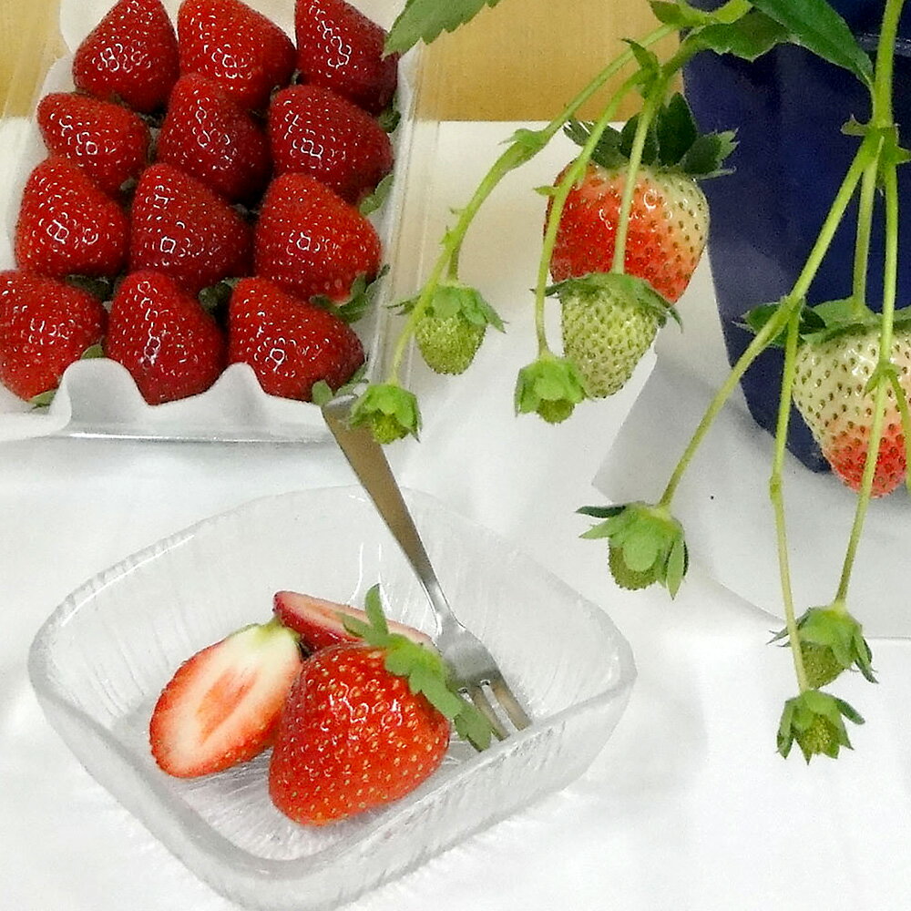 （観葉植物）野菜苗　イチゴ　おいCベリー　3号（1ポット）　PVP　いちご苗　家庭菜園　果物　フルーツ