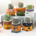 ミニ観葉植物 プチギフト （観葉植物）サボテン寄せ植え　ハロウィン　ミニポット（1鉢）（説明書付き）　多肉植物　おしゃれ　プレゼント【HLS_DU】