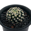 (多肉植物)サボテン マミラリア 明星 3号(1鉢)