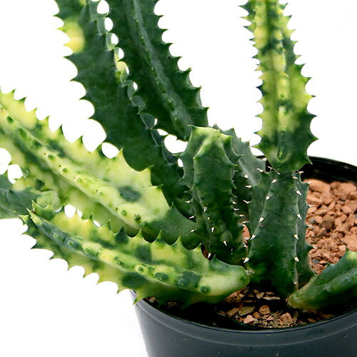 （観葉植物）フェルニア　ゼブリナ　錦　2．5号（1鉢）　北海道冬季発送不可のサムネイル