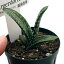 (観葉植物)アロエ ブルゲルスフォルテンシス 2号(1鉢)