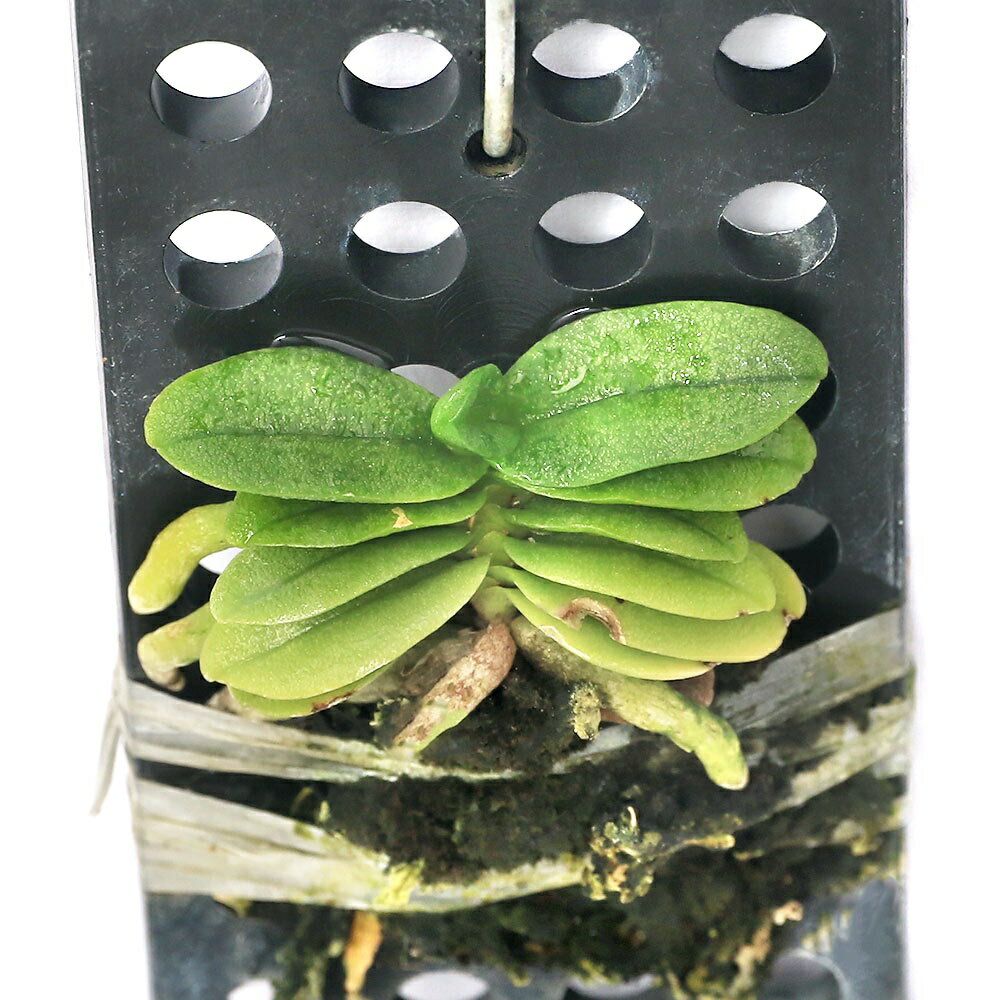 （観葉植物）洋ラン　ショエノルキス　フラグランス（1株）