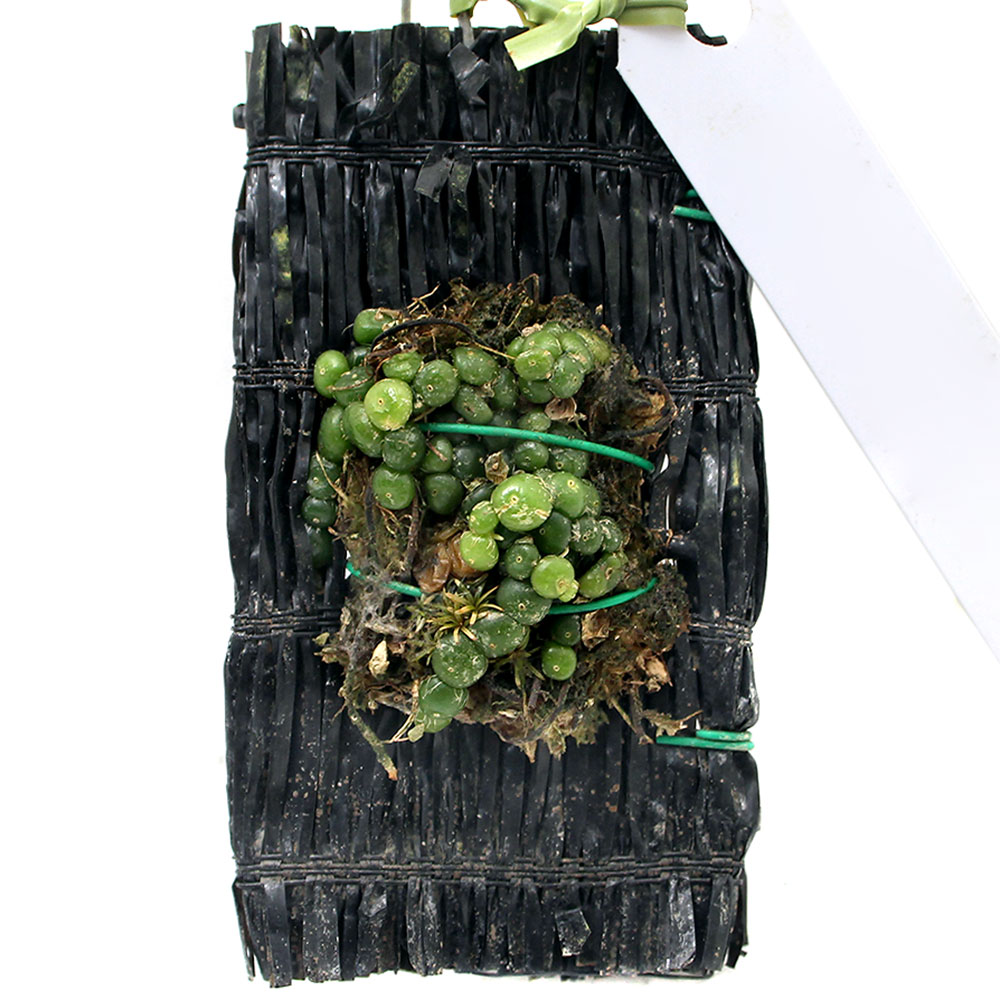 （観葉植物）洋ラン　バルボフィラム　モニリフォルメ（1株）【HLS_DU】のサムネイル