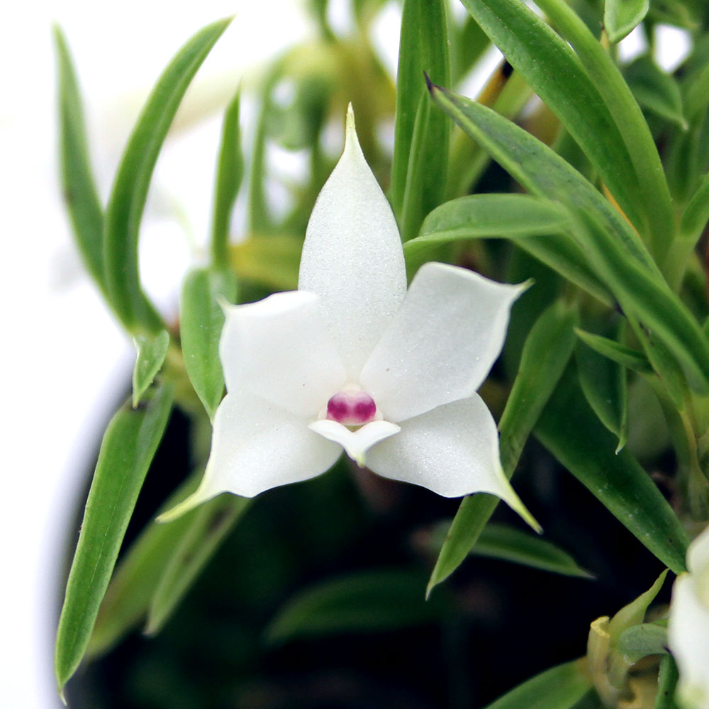 （観葉植物）洋ラン デンドロビウム スブリフェラム 2～2．5号（1ポット）