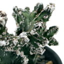 (多肉植物)サボテン モンビレア 残雪の峰 3号(1鉢)