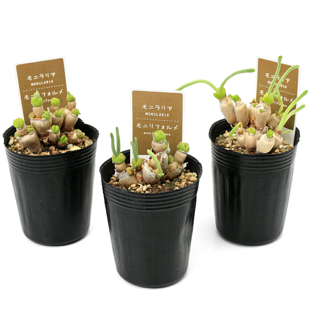 （多肉植物）モニラリア　モニリフォルミス　2．5号（1ポット）のサムネイル
