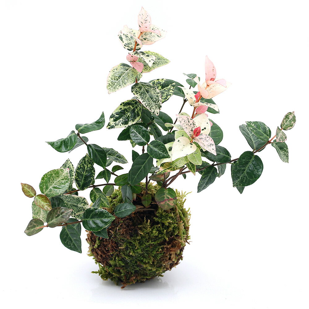 （観葉植物）苔玉　ハツユキカズラ（初雪葛）　Ver．這苔（1個）【HLS_DU】