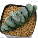 (多肉植物)ハオルチア 玉扇 大縄コンゲスタ 3号(1鉢)