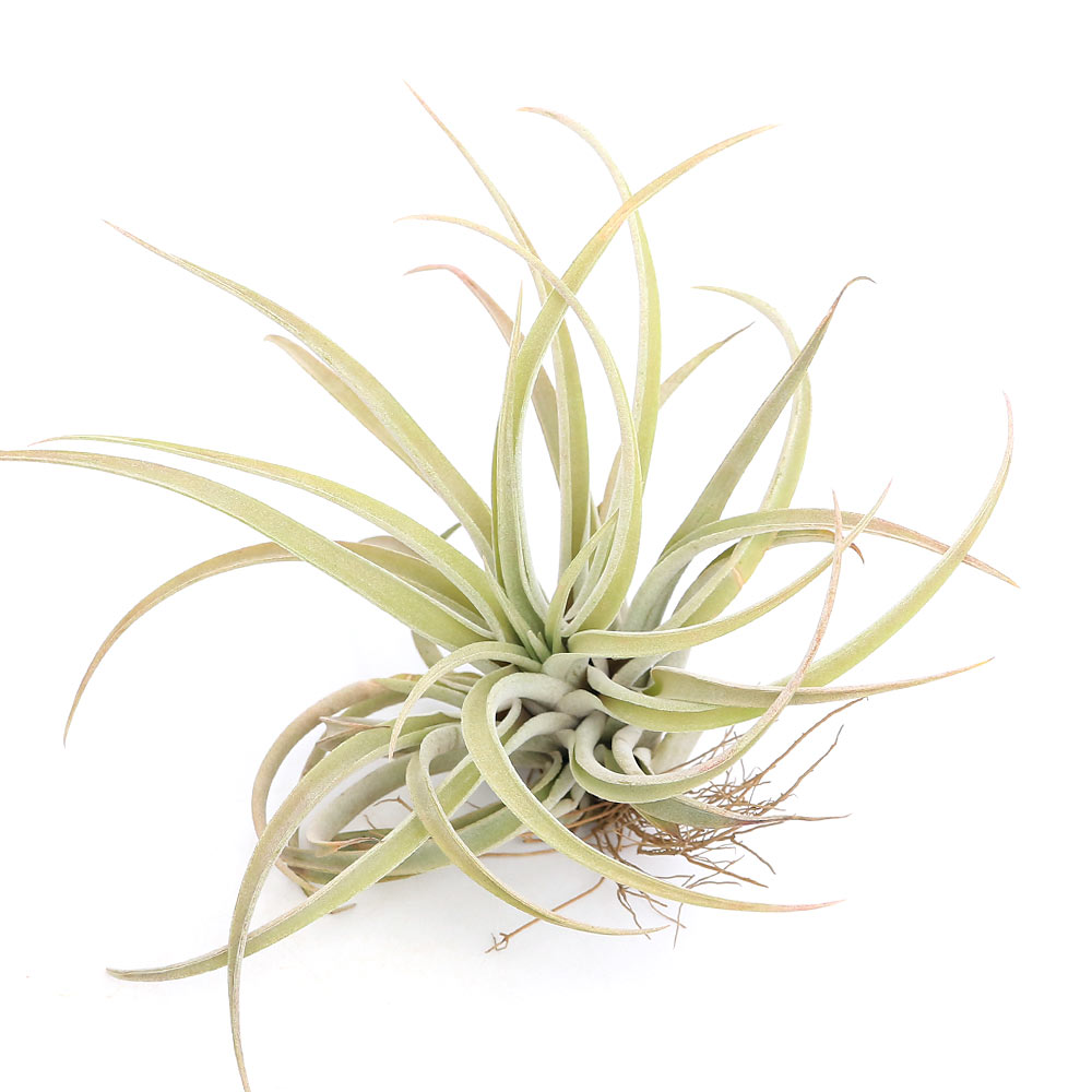 《一時非表示》（観葉植物）エアープランツ　ティランジア　カピタータ　ピーチ　Lサイズ（1株）【HLS ...