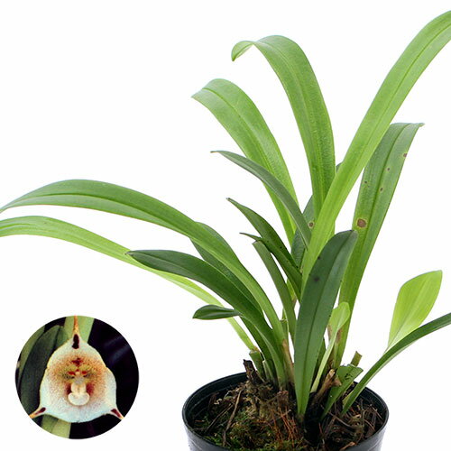 （観葉植物）洋ラン モンキーオーキッド ドラクラ イナエクアリス 2．5～3号（1ポット）
