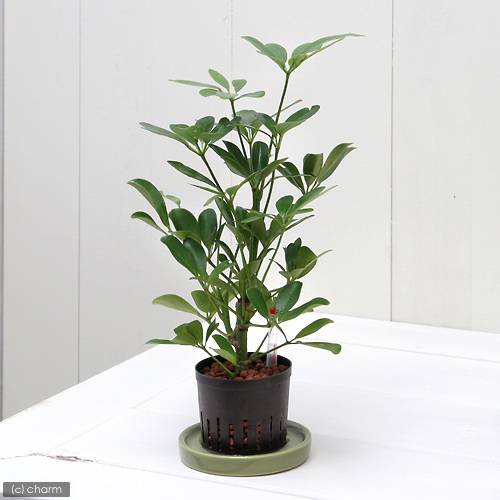 カポック （観葉植物）ハイドロ苗9φ・Lサイズ　シェフレラ　コンパクタ（1ポット）【HLS_DU】
