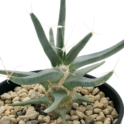 （多肉植物）サボテン　レウクテンベルギア　晃山　3．5号（1鉢）