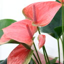 (観葉植物)アンスリウム スイートドリーム 6号(1鉢)