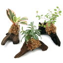 (観葉植物)テラリウム向け ミニ観葉付流木 Sサイズ(約15cm)(5本)