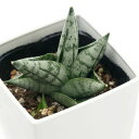 (観葉植物)サンスベリア ボンセレンシス スーパードワーフ 3号(1鉢)