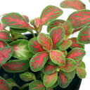 （観葉植物）ビバリウムプランツ　フィットニア　ジェイド　3cmポット（1ポット）　丸葉　黄赤系