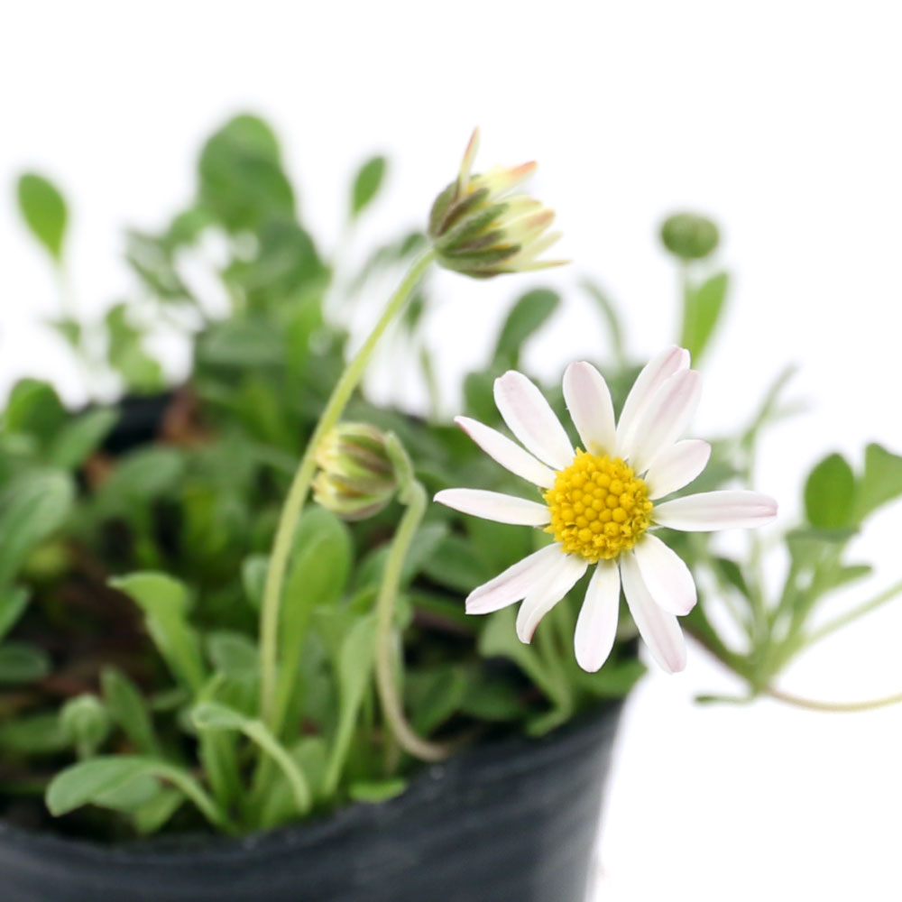 （観葉植物）ビバリウムプランツ ヒメヒナギク（姫雛菊） 3cmポット（1ポット）