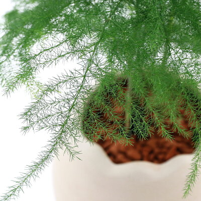 アスパラガス 観葉植物 の育て方 冬越しさせるコツや株分けでの増やし方 Botanica