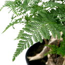 (観葉植物)シノブ ジャンボシノブ 小判鉢植え 7号(1鉢)