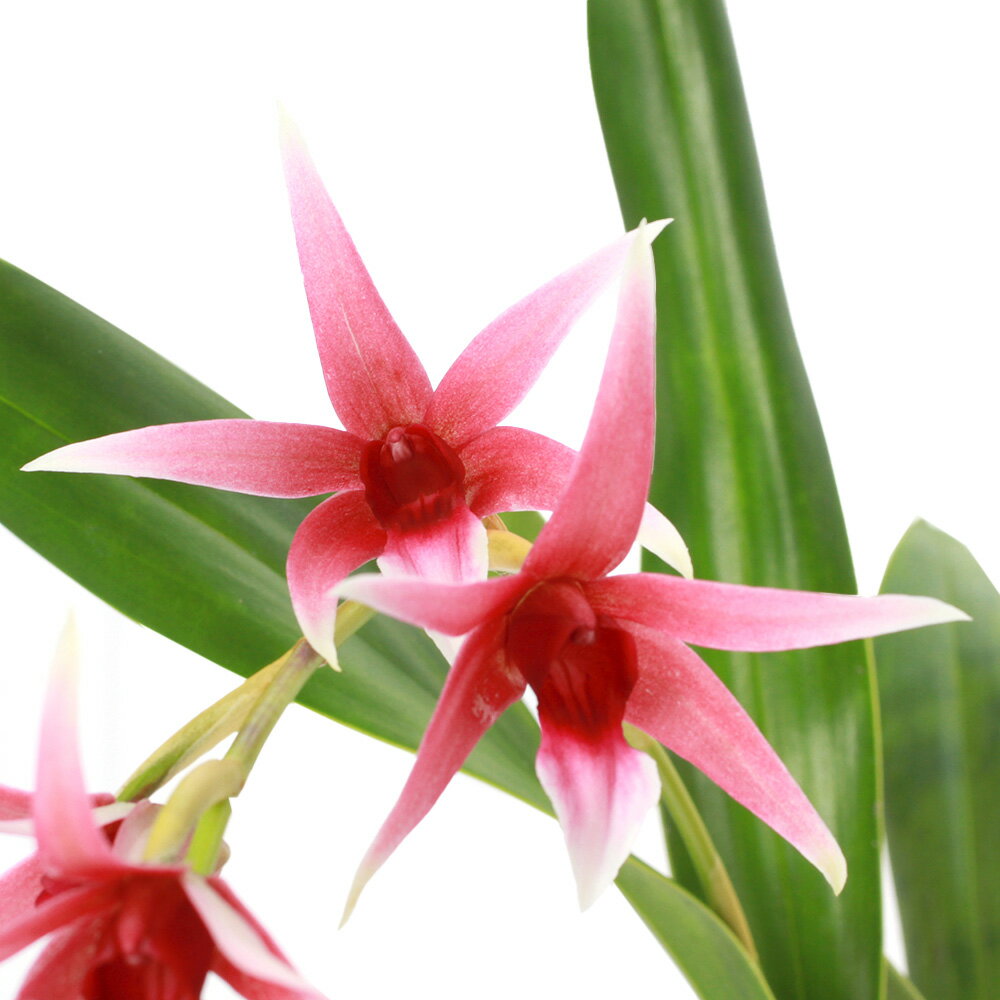 （観葉植物）洋ラン　デンドロビウム　トリチェリアナム　2．5〜3号（1ポット）【HLS_DU】のサムネイル