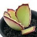 (観葉植物)カランコエ シンセパラ 2.5号(1鉢)