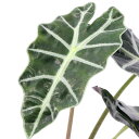 (観葉植物)アロカシア アマゾニカ 3.5~4号(1鉢)