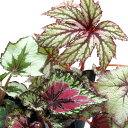 (観葉植物)レックスベゴニア(品種おまかせ) 4号(1鉢)