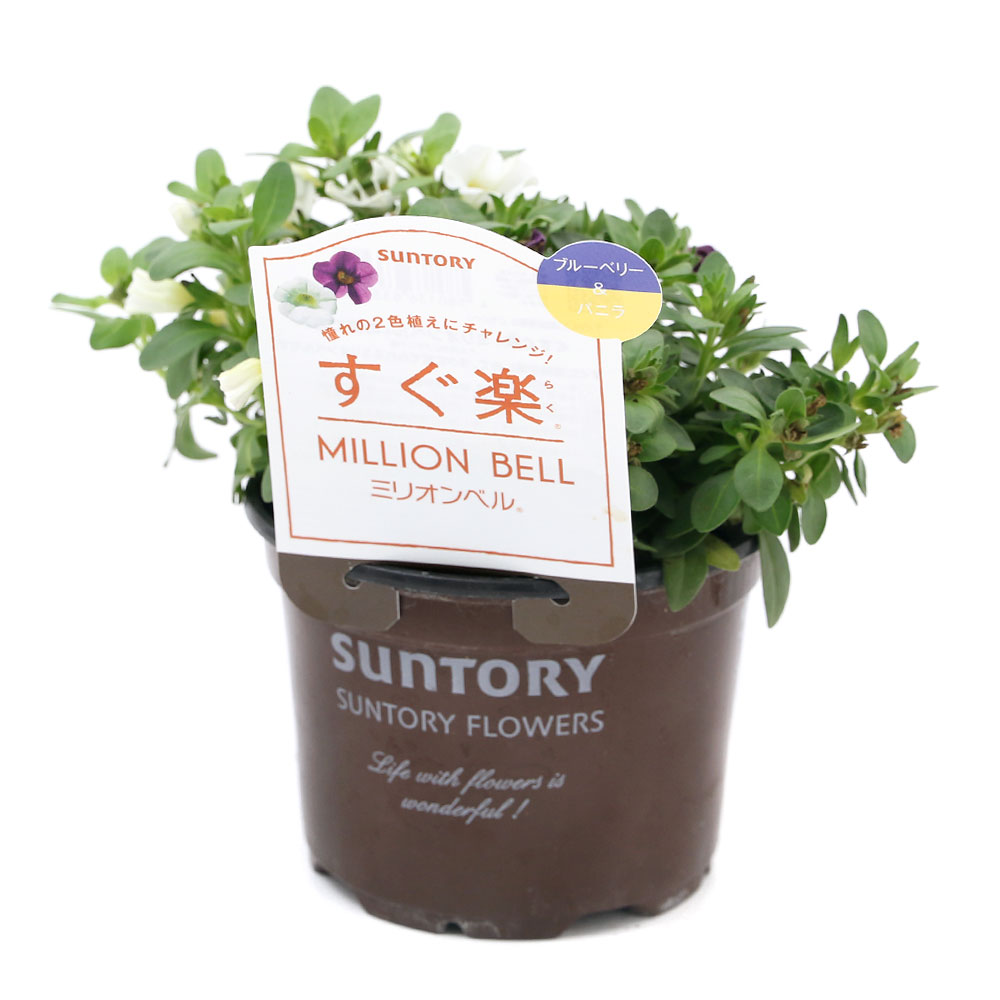 （観葉植物）サントリー　すぐ楽ミリオンベル　ブルーベリー＆バニラ　3．5号（3鉢）【HLS_DU】
